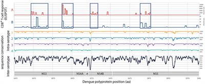 A Modified mRNA Vaccine Targeting Immunodominant NS Epitopes Protects Against Dengue Virus Infection in HLA Class I Transgenic Mice